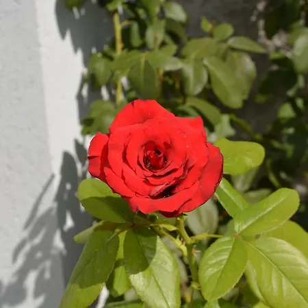 Rose Garden Hotel 3*